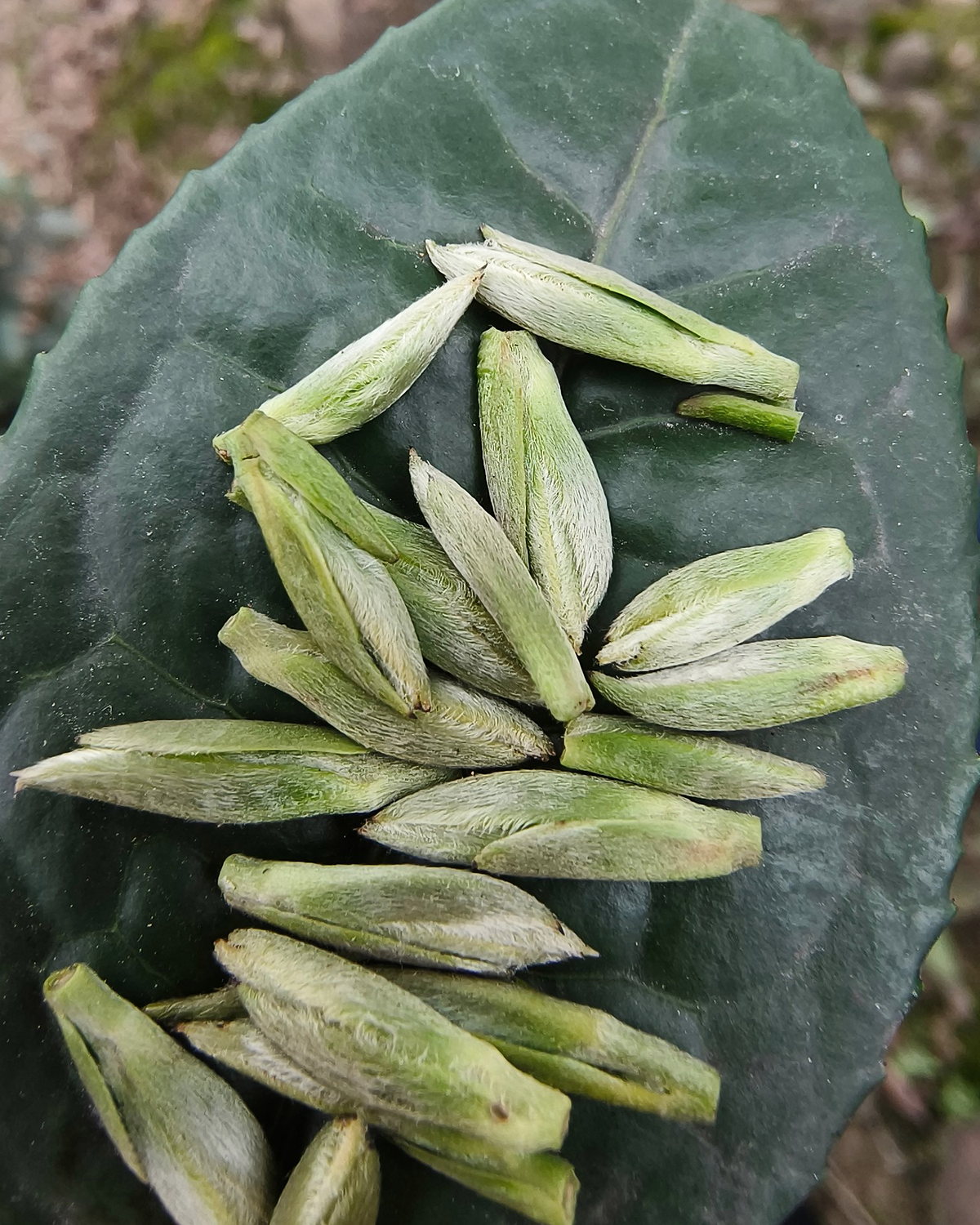 摊放在鲜叶上的高山茶芽，芽头饱满、白毫显露